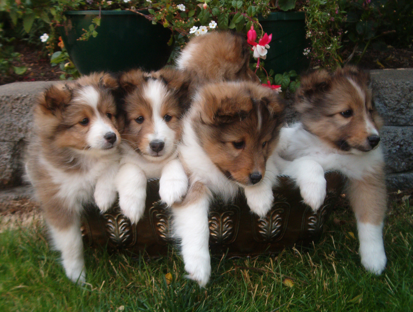 Ravenwyn Sable Shetland Sheepdog Sheltie Puppies in Oregon and Washington