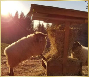 Shetland Sheep Breeders Oregon
