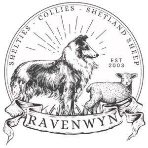 RavenWyn Farms | Oregon Shelties Shetland Sheep Collies